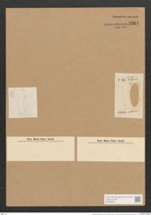 Berkeleya anarctica (Grev.) Grun. (de-Toni-Nr.: Genus 21, Species 1220) Zeichnungen Sammlung Grunow Nr. 2361 (NHMW-BOT-W0369494)